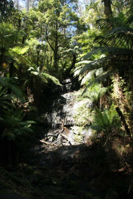 Cyathea_Falls_012_11112006 - Cyathea Falls