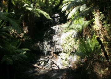 Cyathea Falls was a short waterfall that was nestled deep in a Gippsland rainforest.  Unfortunately, the falls wasn't doing so well during our drought-stricken visit in November 2006...