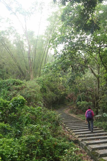 Dajin_Waterfall_016_10292016 - Mom ascending the trail flanked by bamboo and lots of jungle bush en route to the Dajin Waterfall