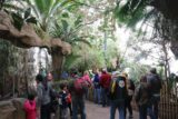 Dallas_185_03192016 - The re-created tropical rainforest of the DWA was quite impressive, and there were already lots of people here to share the experience with