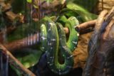 Dallas_219_03192016 - A colorful green snake captive in one of the booths on the ground floor