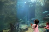 Dallas_271_03192016 - Tahia checking out the fish in this part of the Dallas World Aquarium