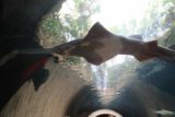 Dallas_335_03192016 - Looking up at a shark with a saw-like nose at the Dallas World Aquarium