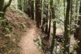 Dawn_Falls_045_05222016 - The Dawn Falls Trail made a few undulations while weaving between the imposing coastal redwoods