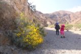 Death_Valley_17_019_04082017 - In the morning of our early April 2017 hike, there was some limited shade on the eastern side of the Darwin Wash. So we took advantage of it while also noticing some wildflowers blooming along the way. By the way, this photo and the next several photos took place on this day