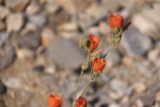 Death_Valley_17_022_04082017 - Orange flowers seen along the wash on the way to Darwin Falls