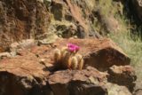 Death_Valley_17_162_04082017 - An attractive flower blooming by some cactus when we left Darwin Falls