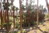 Death_Valley_17_388_04082017 - Checking out the Marquez Garden area in the man-made oasis fronting the Furnace Creek Inn