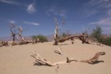Death_Valley_17_450_04092017 - Another look at some of the dried trees on the Mesquite Sand Dunes