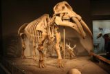 Denver_009_03242017 - A full woolly mammoth skeleton at the Denver Museum of Nature and Science