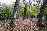 Diborrato_032_11192023 - Following the Sentier Elsa as it weaved through some trees with leaves having fallen off along the Fiume Elsa en route to Cascata del Diborrato