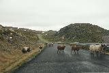Dirdal_007_06192019 - Encountering more stubborn sheep that didn't really want to leave the road at the Dirdal Plateau