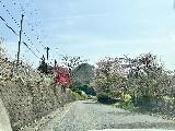 Drive_to_Akechidaira_002_jx_04142023.JPEG - Continuing on the mountainous detour to go around to Nikko where we saw a few more surprise cherry blossoms
