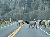 Drive_to_Golds_Bluff_Beach_010_iPhone_11212020 - A herd of Roosevelt Elk blocking traffic on the US101 as we were headed between Arcata and Orick