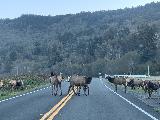Drive_to_Golds_Bluff_Beach_014_iPhone_11212020 - More Roosevelt Elk blocking the US101 traffic's flow somewhere south of Orick