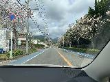 Drive_to_Kuwanoki_007_iPhone_04112023 - Driving through the cherry-blossom-lined street on the way to the Kuwanoki Falls after getting the car from the Hotel Urashima car park