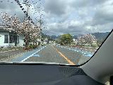 Drive_to_Kuwanoki_008_iPhone_04112023 - Continuing through the cherry-blossom-lined street as I headed back to the expressway on the way to Shingu and ultimately to Kuwanoki Falls