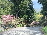 Drive_to_Sasa_004_iPhone_04112023 - Noticing cherry blossoms alongside the narrow road leading to the Sasa Falls