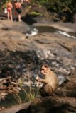 Dudhsagar_009_11122009 - Fed monkey at the falls