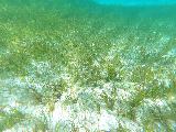 El_Conquistador_040_GoPro_04212022 - Looking at a lot of sea grass which was what made the dark areas as seen above the surface of the waters off Isla Palomino