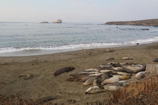 Elephant_Seal_Rookery_019_11182018-az elefántfóka Rookery csak néhány percre délre a Ragged Pointtól volt egy igazi élvezet, ahogy láttuk a fókákat természetes élőhelyükön a déli Big Sur partvonal mentén