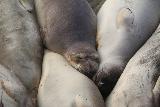 Elephant_Seal_Rookery_034_11182018 - Closeup of some of the elphant seals snuggled close to each other at the rookery south of Ragged Point