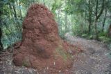 Ellenborough_Falls_030_05042008 - A large termite mound near Ellenborough Falls