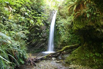 Emily Falls was another of the three main waterfalls that we knew were resident in the Peel Forest.  This particular waterfall required a little bit more work to reach than Acland Falls, which we...