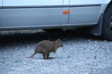 Enchanted_Walk_061_11302017 - A wallaby hopping around the Pepper's Cradle Mountain Lodge complex