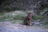Enchanted_Walk_079_11302017 - Another look at that wallaby warily grazing on the complex of Pepper's Cradle Mountain Lodge