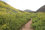Escondido_Falls_070_04072019 - Looking back at an open part of Escondido Canyon with lots of wildflowers in bloom during our April 2019 hike to Escondido Falls