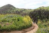 Escondido_Falls_074_04072019 - Looking back in the other direction at the water-eroded trail meandering past some of the wildflowers en route to Escondido Falls