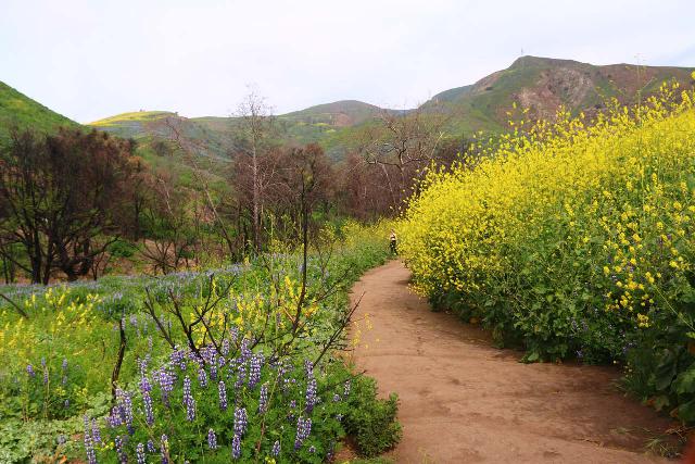 Escondido_Falls_080_04072019 - In the spring, Escondido Canyon can be filled with wildflowers both native (like the lupines on the lower left) and non-native (like the black mustards shown on the right)