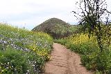 Escondido_Falls_200_04072019 - Getting to re-experience the wildflower superbloom in Escondido Canyon on our return hike from Escondido Falls in April 2019