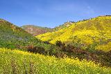 Escondido_Falls_242_04072019 - Midday look at the yellow wildflowers flanking Escondido Canyon