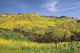Escondido_Falls_247_04072019 - Another look back towards the hillsides matted with yellow black mustard flowers invading Escondido Canyon