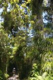 Fairy_Falls_007_01092010 - Julie dwarfed by tall Kauri Tree on the trail