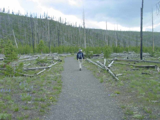 Fairy_Falls_008_06192004 - Julie on the spur trail in June 2004 leading to the Fairy Falls as she was flanked by ghostly-bare trees that didn't make it through the Yellowstone Fires of 1988