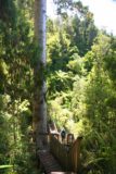 Fairy_Falls_020_01092010 - Trail going around a Kauri tree
