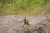 Fairy_Falls_Yellowstone_159_08112017 - On a trail as quiet as the Fairy Falls Trail, there was bound to be some incidental wildlife sighting like this baby chipmunk in August 2017