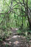 Fautaua_Valley_007_20121214 - On the false foot trail