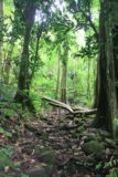 Fautaua_Valley_058_20121214 - Traversing some fallen trees