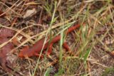 Feather_Falls_233_05212016 - During the brief nearly half-mile detour to the top of Feather Falls, we encountered more of these red lizards or salamanders or something