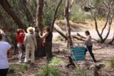 Flinders_Chase_VC_030_11122017 - A group of Spanish tourists ignoring the sign to not get any closer and pretty much getting right onto the large koala hugging a tree