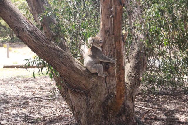 Flinders_Chase_VC_034_11122017 - The consummate Aussie tree hugger - a koala in the wild on Kangaroo Island