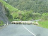 Forgotten_World_Hwy_001_11172004 - Sheep crossing on the Forgotten World Highway
