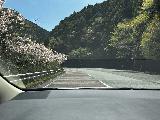 Fudonanae_001_jx_04102023.jpeg - Passing by more random cherry blossoms on the Route 169 between Yoshino and Shingu