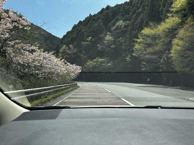 Fudonanae_001_jx_04102023.jpeg - There were a surprising amount of cherry blossoms when we drove the well-maintained Route 169 from Yoshino to the Fudonanae Falls
