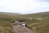 Gaping_Gill_103_08172014 - Encountering sheep on the moors as I made the return hike from the Gaping Gill to Clapham