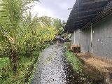 Gitgit_009_iPhone_06202022 - Still raining on the way towards the main Gitgit Waterfall